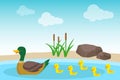 A wild duck with ducklings swims in a pond against a background of stones and green reeds. Illustration of a wild duck family. Royalty Free Stock Photo