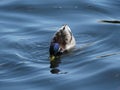 A wild duck eats in water.