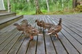 Wild duck family Royalty Free Stock Photo