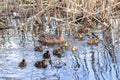 Wild duck family group swimming in the lake. Mother duck with her ducklings. Royalty Free Stock Photo