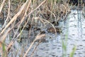 Wild duck family group swimming in a swamp among the bulrushes in the lake. Royalty Free Stock Photo