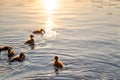 Wild duck family of mother bird and her chicks swimming on lake water at bright sunset. Birdwatching concept Royalty Free Stock Photo