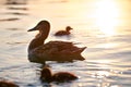 Wild duck family of mother bird and her chicks swimming on lake water at bright sunset. Birdwatching concept Royalty Free Stock Photo
