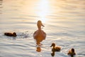 Wild duck family of mother bird and her chicks swimming on lake water at bright sunset. Birdwatching concept Royalty Free Stock Photo