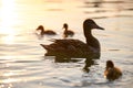 Wild duck family of mother bird and her chicks swimming on lake water at bright sunset. Birdwatching concept Royalty Free Stock Photo