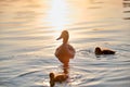 Wild duck family of mother bird and her chicks swimming on lake water at bright sunset. Birdwatching concept Royalty Free Stock Photo