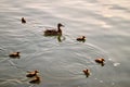 Wild duck family of mother bird and her chicks swimming on lake water at bright sunset. Birdwatching concept Royalty Free Stock Photo