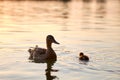Wild duck family of mother bird and her chicks swimming on lake water at bright sunset. Birdwatching concept Royalty Free Stock Photo