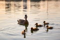 Wild duck family of mother bird and her chicks swimming on lake water at bright sunset. Birdwatching concept Royalty Free Stock Photo