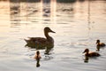 Wild duck family of mother bird and her chicks swimming on lake water at bright sunset. Birdwatching concept Royalty Free Stock Photo