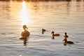 Wild duck family of mother bird and her chicks swimming on lake water at bright sunset. Birdwatching concept Royalty Free Stock Photo