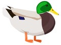 Wild duck