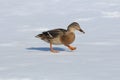 Wild duck female (Anas platyrhynchos)