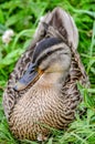 Wild duck female