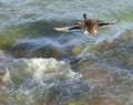 Wild duck flies over a raging rapid