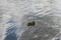 Wild duck floats on the river. Ducks swim in the water close Royalty Free Stock Photo