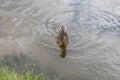 Wild duck floats on the river. Ducks swim in the water close Royalty Free Stock Photo