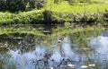 The wild duck floats to the coast of the pond