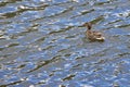 Wild duck floats in the water after arrival.