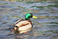 The wild duck floats on the water