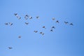 Wild duck flock flying Royalty Free Stock Photo