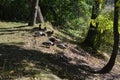 Wild duck - mallards on the shore of the pond