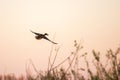 Wild duck flying away against evening sky Royalty Free Stock Photo