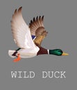 Wild Duck flying. Drake. Vector illustration of realistic bird Mallard isolated on a grey background for your design Royalty Free Stock Photo