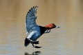 Wild duck flying over the lake (aythya ferina)