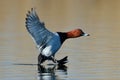 Wild duck flying over the lake (aythya ferina) Royalty Free Stock Photo