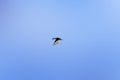 Wild duck flying in the sky. Royalty Free Stock Photo