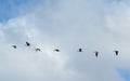 Wild duck flying in sky Royalty Free Stock Photo