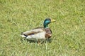 Wild duck on the grass on a summer day. The concept of protection of wild animals and the environment Royalty Free Stock Photo