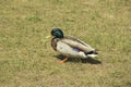 Wild duck on the grass on a summer day. The concept of protection of wild animals and the environment Royalty Free Stock Photo