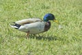Wild duck on the grass on a summer day. The concept of protection of wild animals and the environment Royalty Free Stock Photo