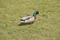 Wild duck on the grass on a summer day. The concept of protection of wild animals and the environment Royalty Free Stock Photo