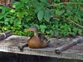 Wild Duck guard his nest on the Chios lake , Central Park , Cluj-Napoca