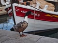 Wild Duck and Greek Fishing Boat, Galaxidi, Greece