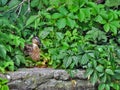 Wild Duck hiding in bushes on the side of Chios Lake , Central Park , Cluj-Napoca
