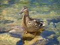 Wild duck lake Royalty Free Stock Photo