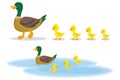 A wild duck with little ducks walks to the pond. A duck with small ducklings swims on the water. Cartoon illustration of a duck Royalty Free Stock Photo