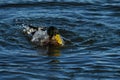 Wild duck male in danish harbor