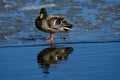 Wild duck male in danish harbor