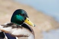 Wild Duck (Mallard) - Anas platyrhynchos Royalty Free Stock Photo