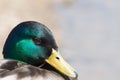 Wild Duck (Mallard) - Anas platyrhynchos Royalty Free Stock Photo