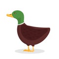 Wild duck, mallard flat vector illustration