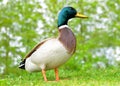 Wild duck or mallard on green grass. Royalty Free Stock Photo