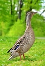 Wild duck or mallard on green grass. Royalty Free Stock Photo