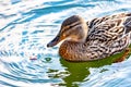 Wild duck Mallard swims on the lake