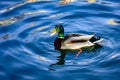 Wild duck Mallard swims on the lake